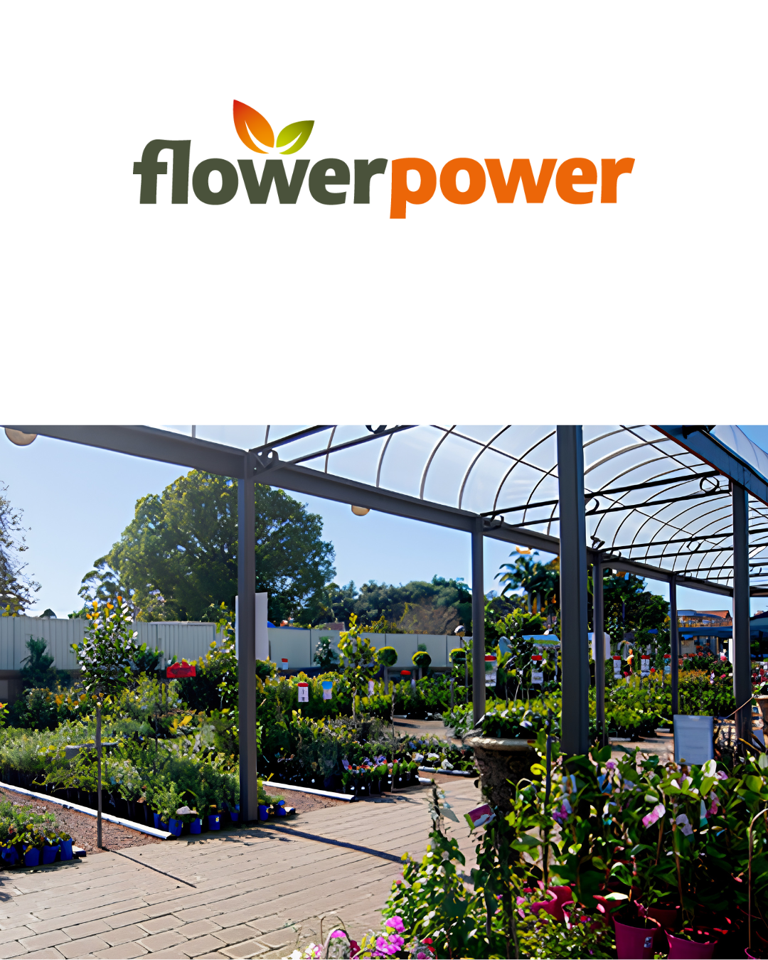 flower-power-safety-champion