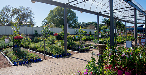 flower-power-nsw-horticlture-retail