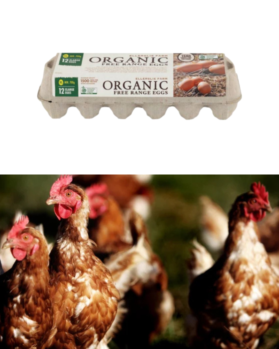 ellerslie-egg-farm-safety-champion