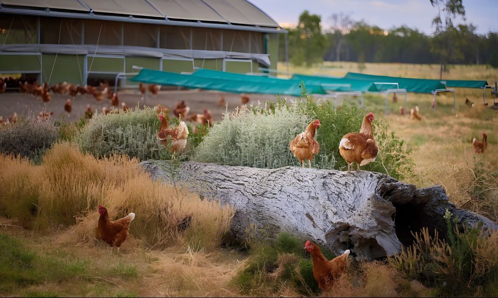 ellerslie-egg-farm-qld